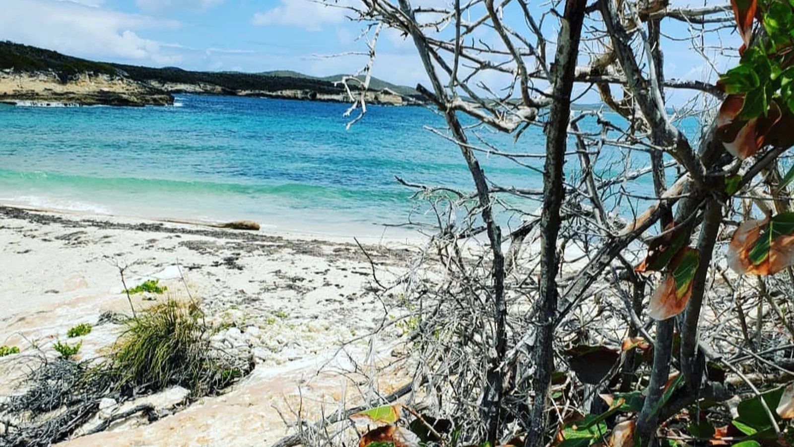 Vieques