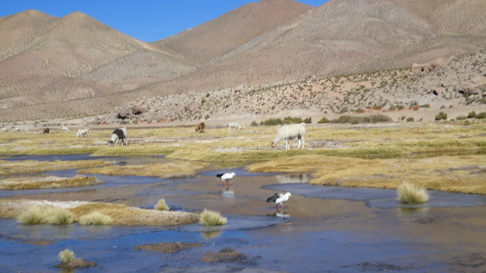 San Pedro de Atacama
