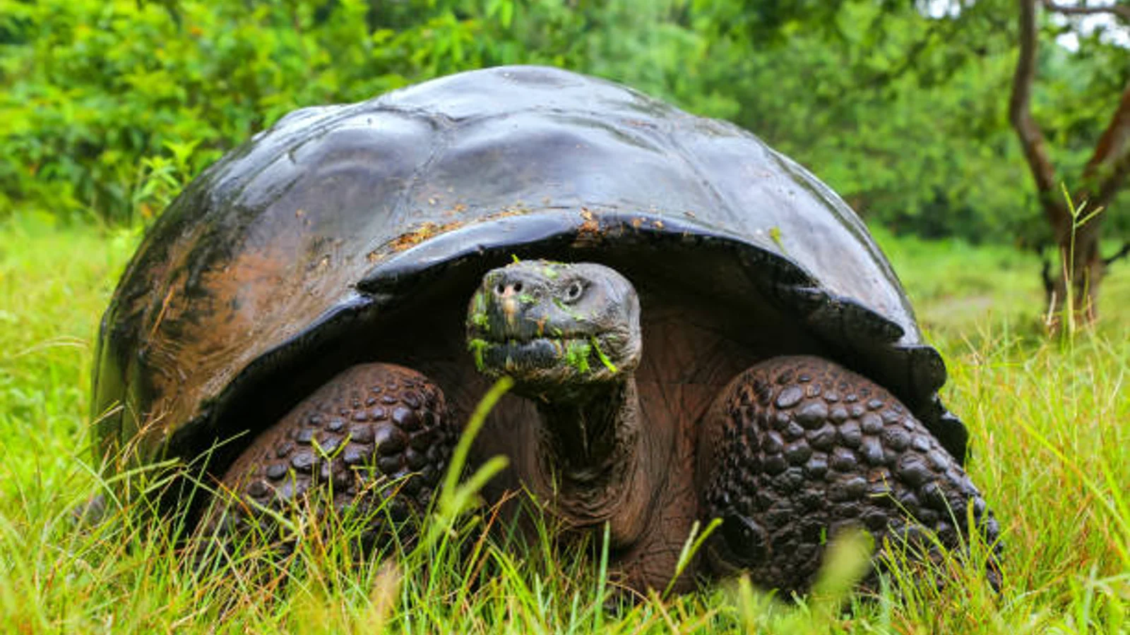Galápagos