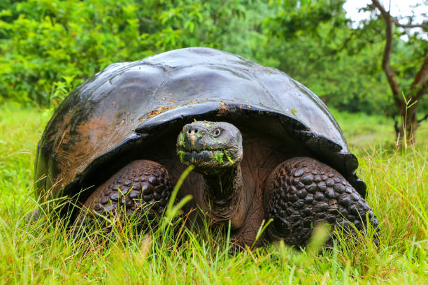 Galapagos