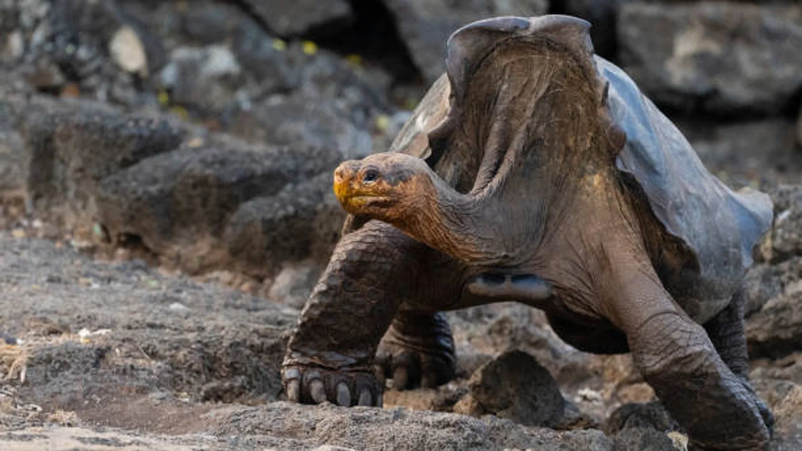 Galápagos