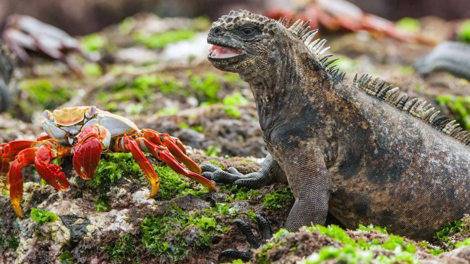 Galápagos