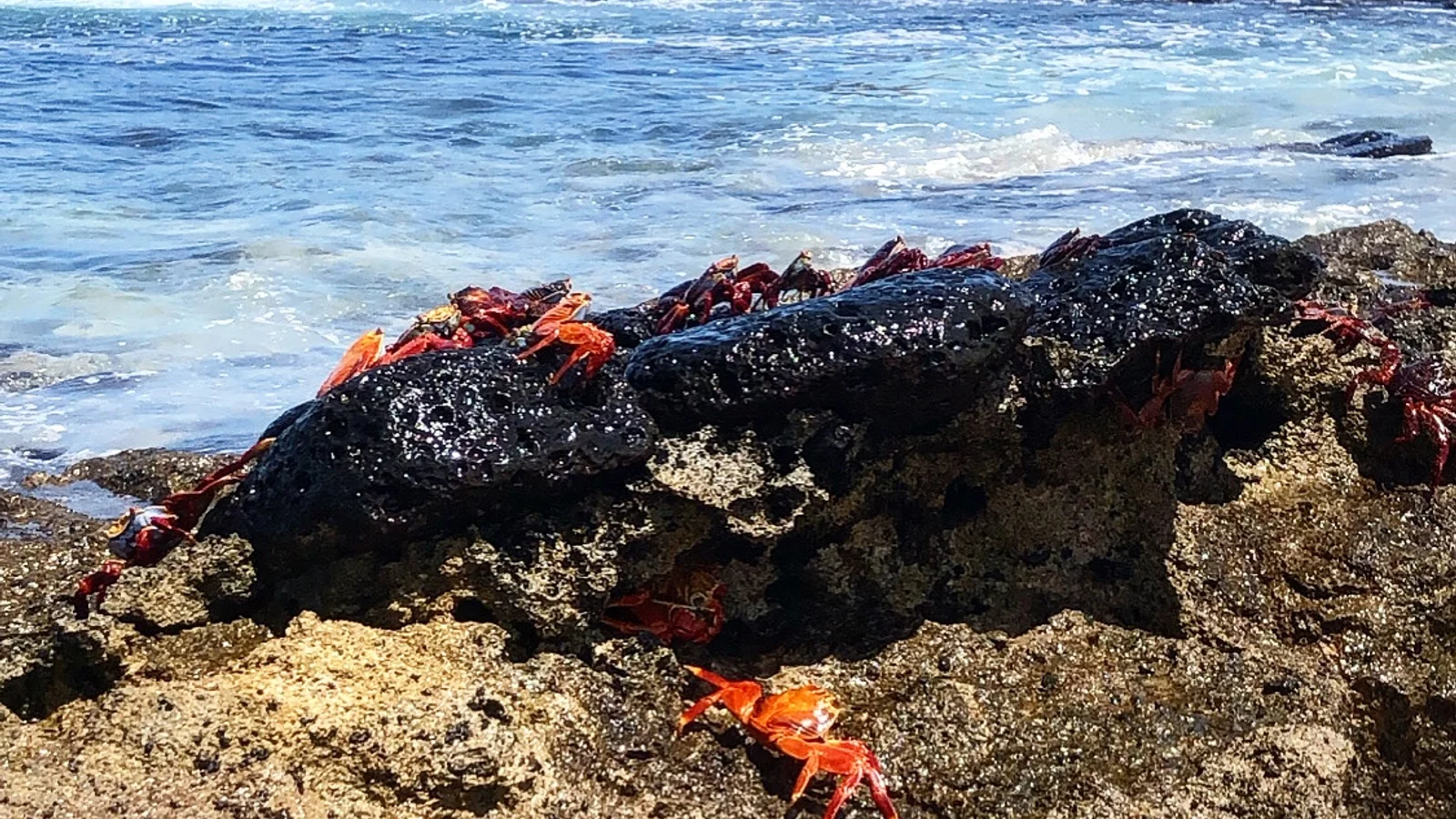 Galápagos