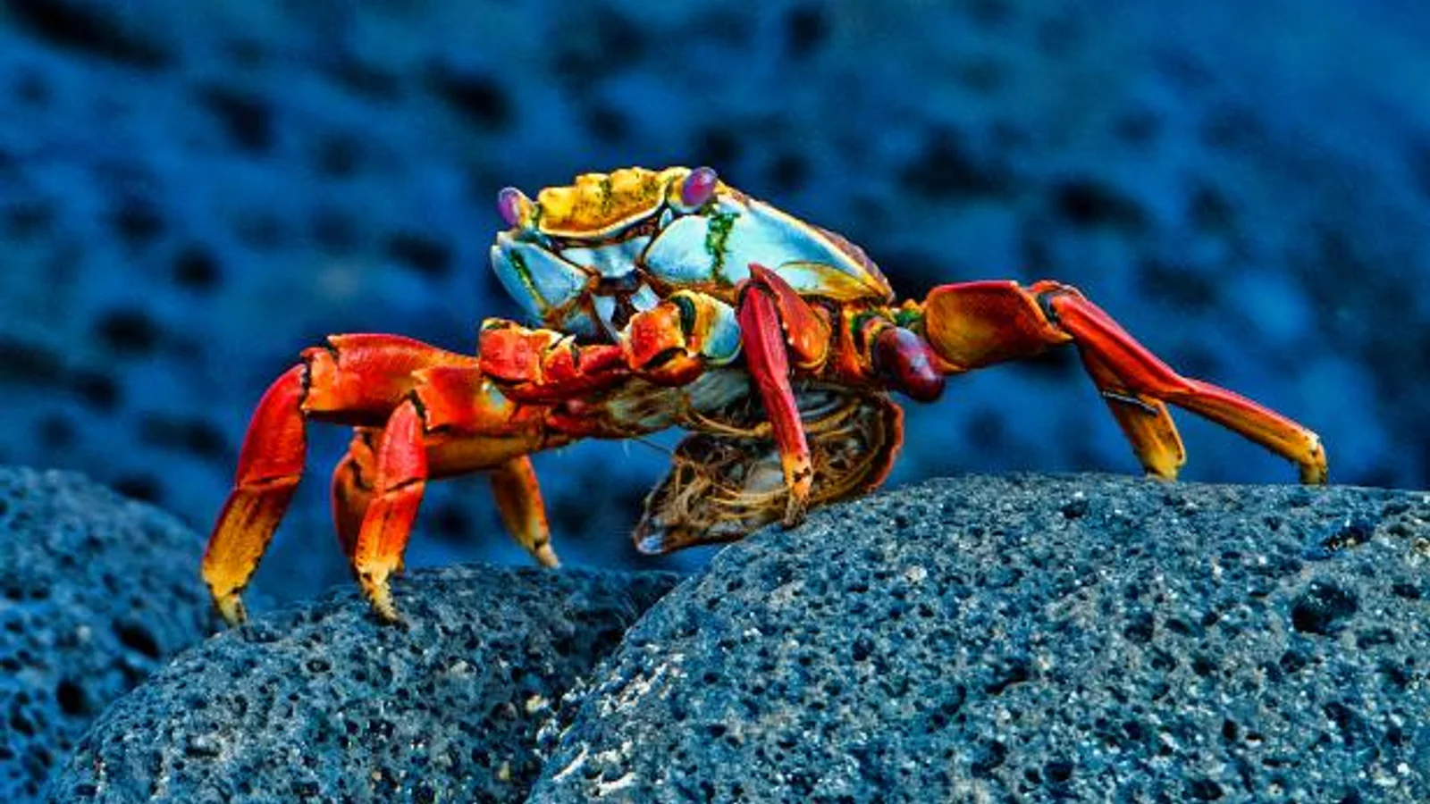 Galápagos