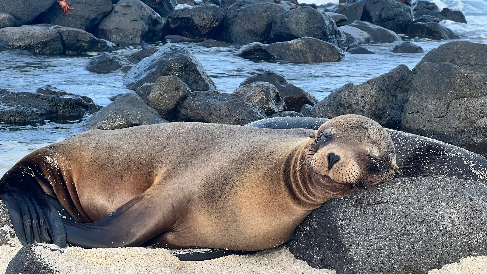 Galápagos