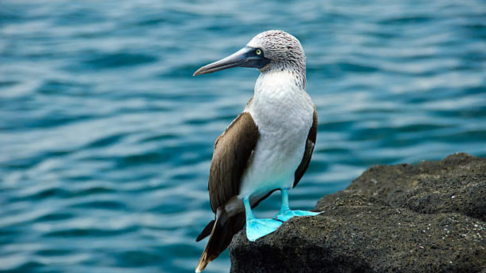 Galápagos
