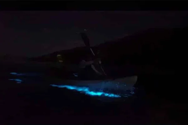 Tour de kayak con bioluminiscencia