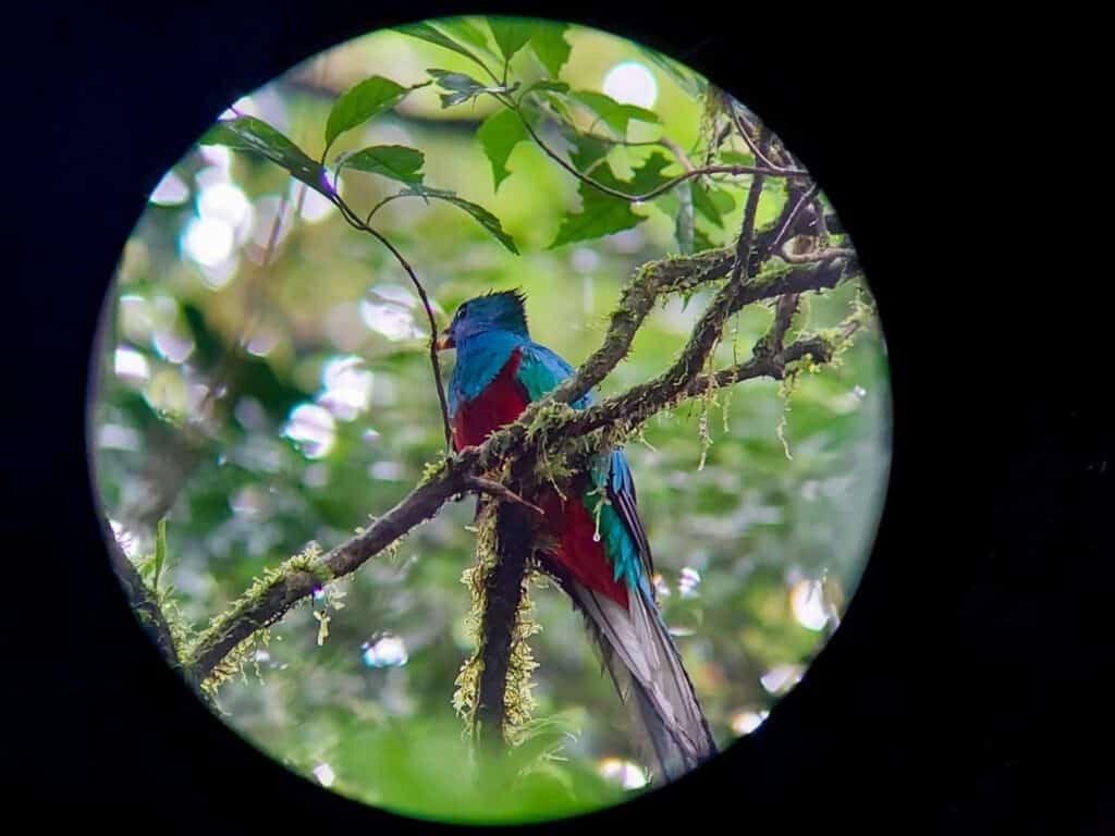 Excursió d'observació d'ocells al bosc nebulós
