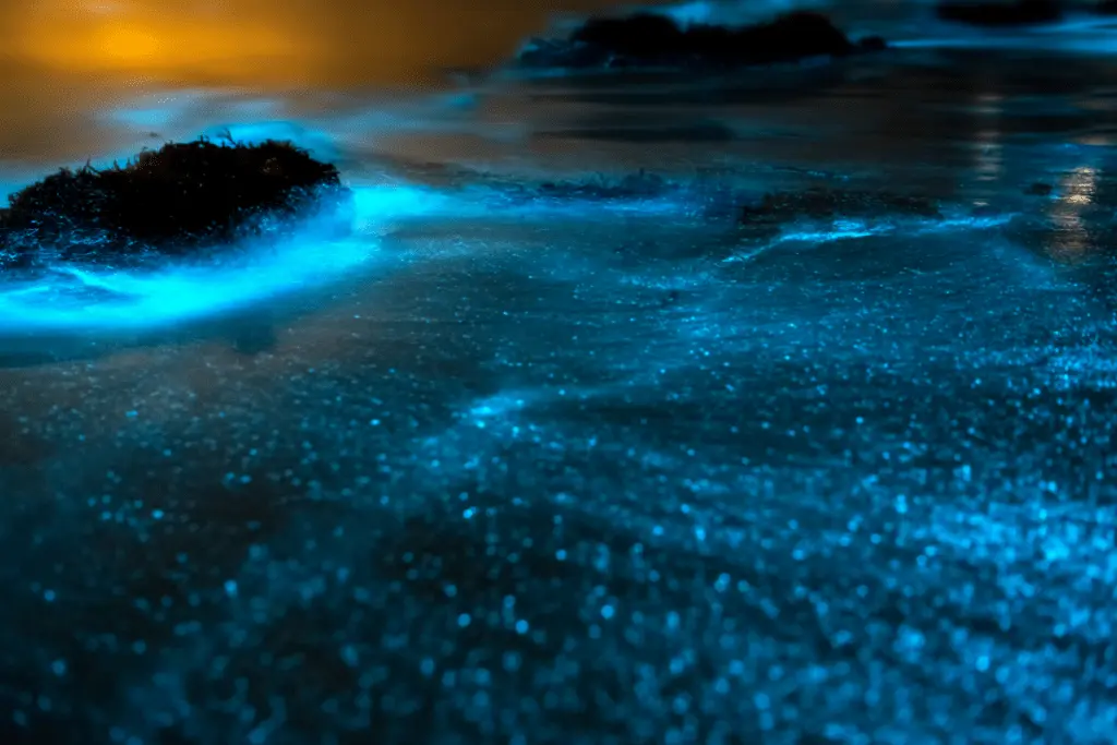 Bioluminescence Kayak Tour