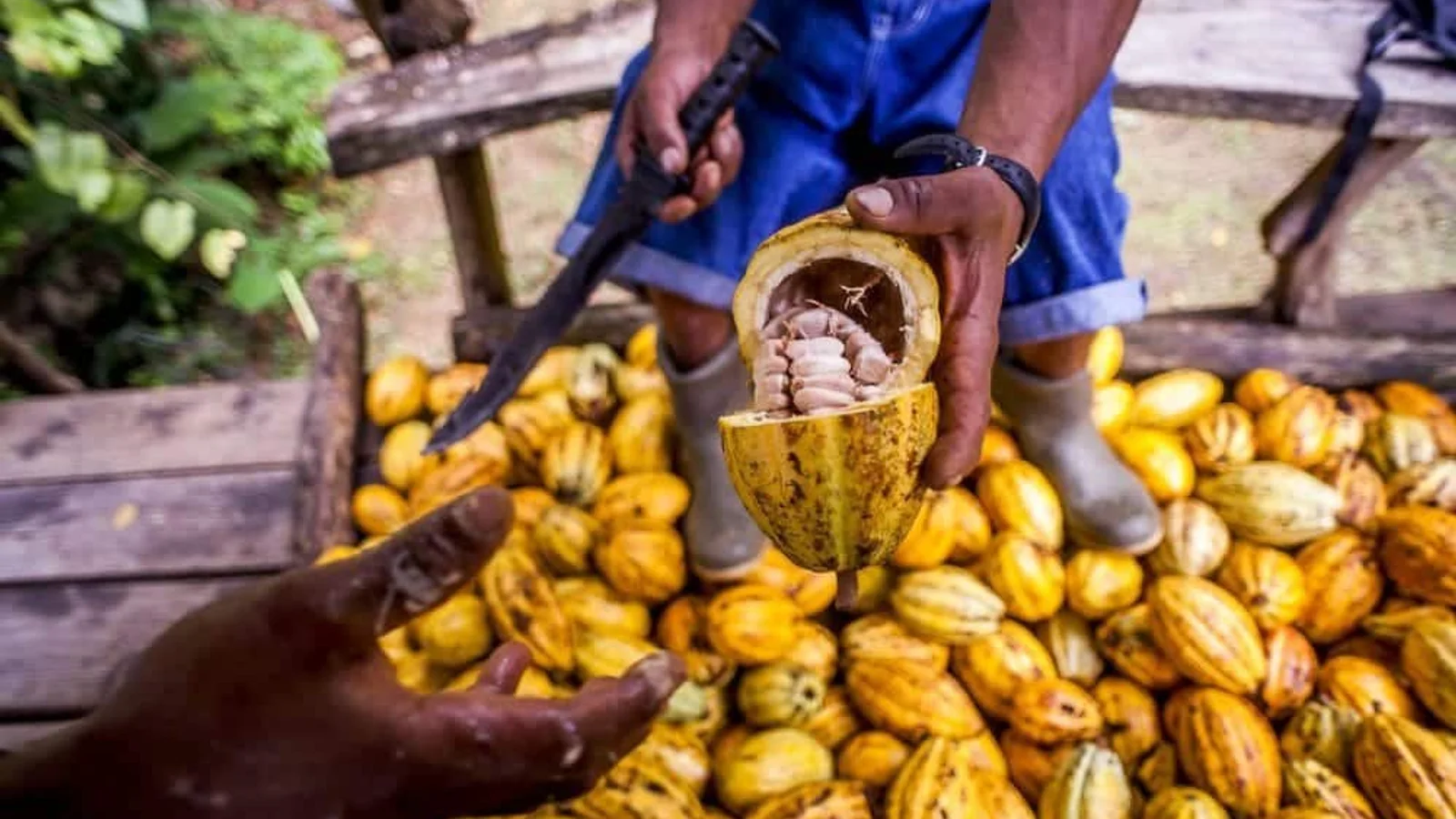 Excursió de xocolata bribri a Puerto Viejo