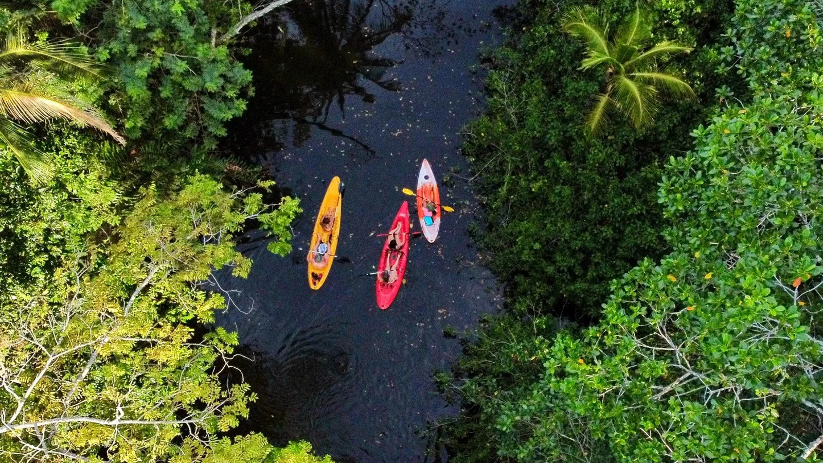 Excursió per la selva i en caiac pel riu per veure peresosos