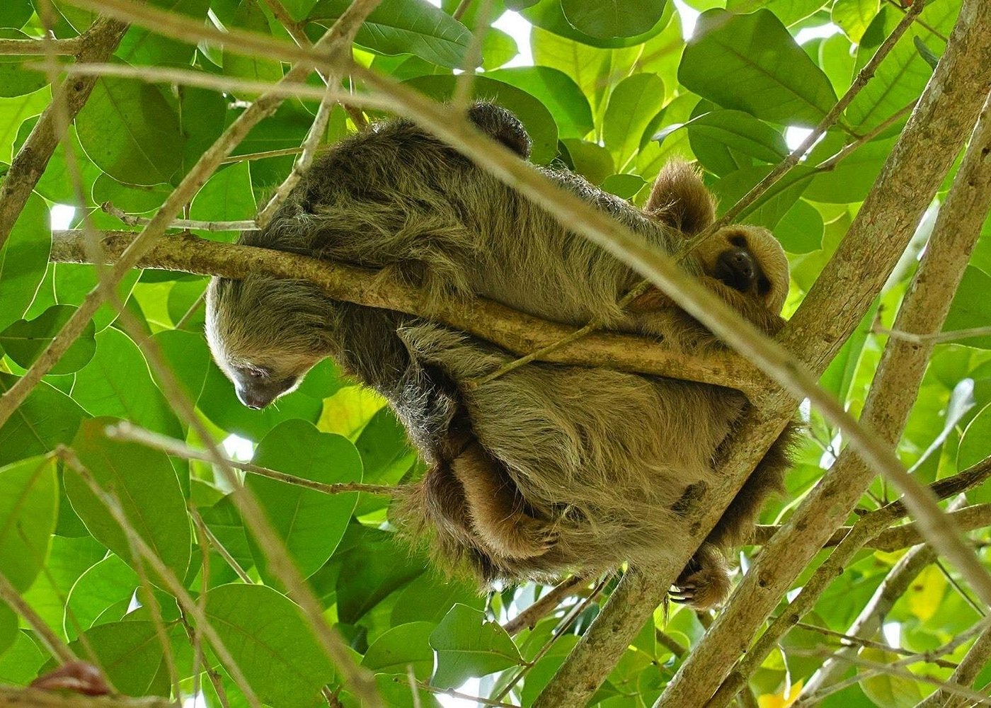 Excursió per la selva i en caiac pel riu per veure peresosos