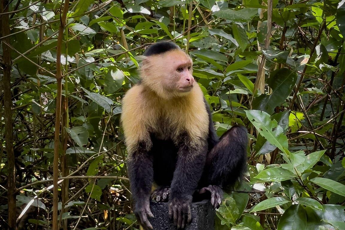 Excursió per la selva i en caiac pel riu per veure peresosos