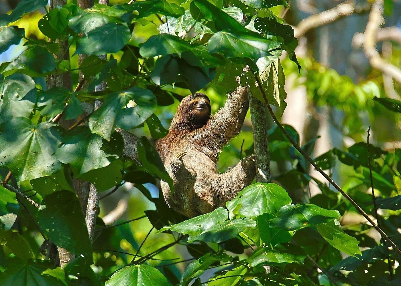 Excursió per la selva i en caiac pel riu per veure peresosos