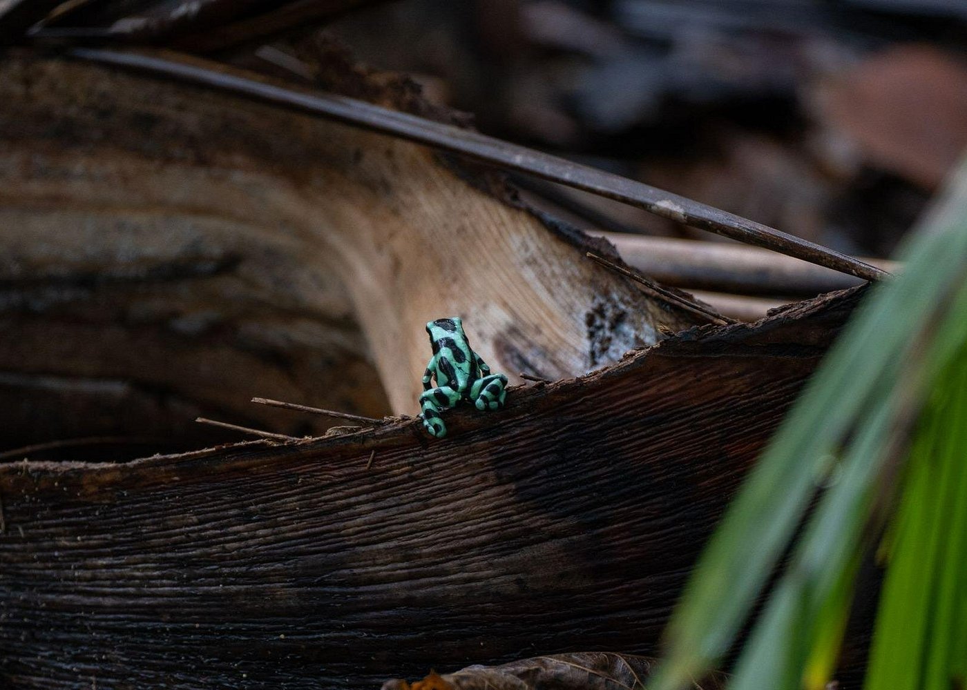Excursió per la selva i en caiac pel riu per veure peresosos