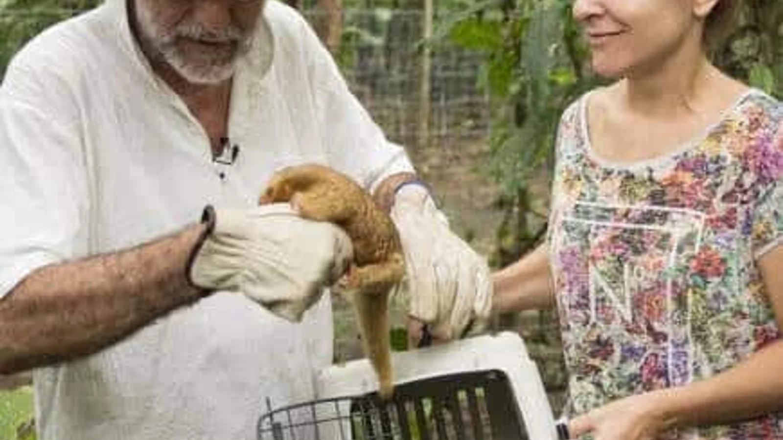Jaguar Rescue Center: tour público