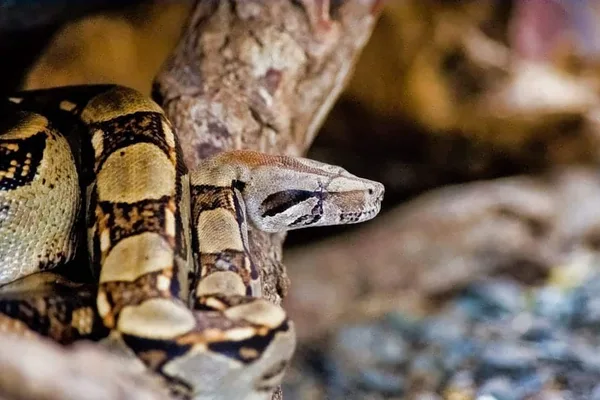 Exhibición de reptiles y anfibios