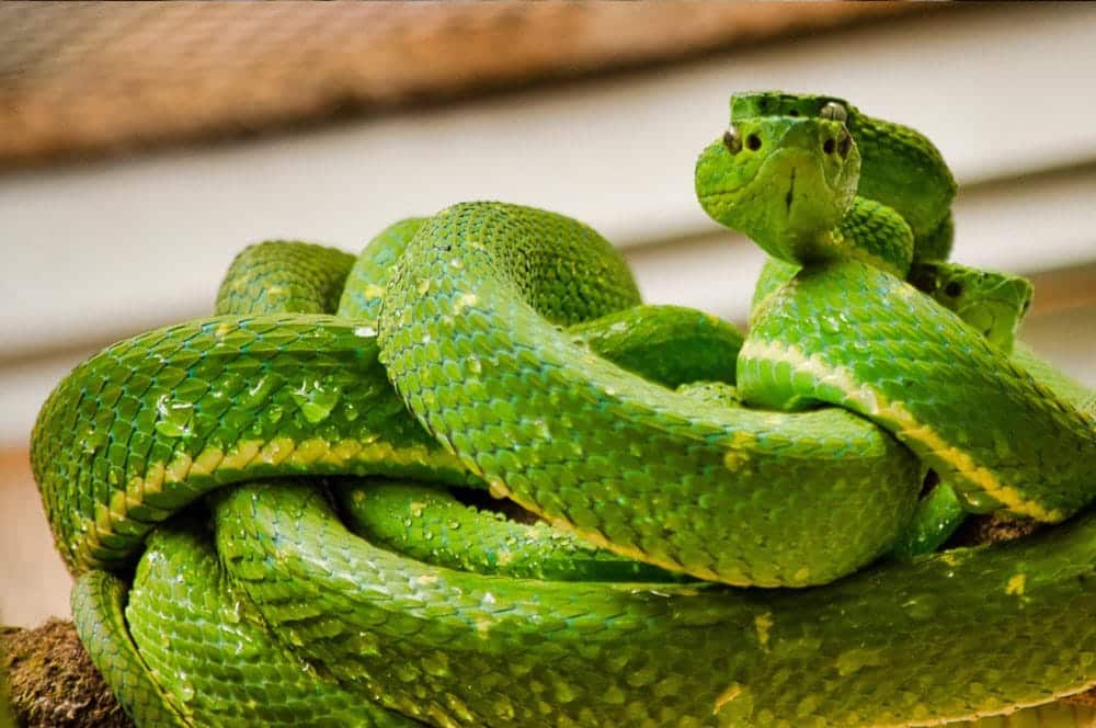 Exhibición de reptiles y anfibios