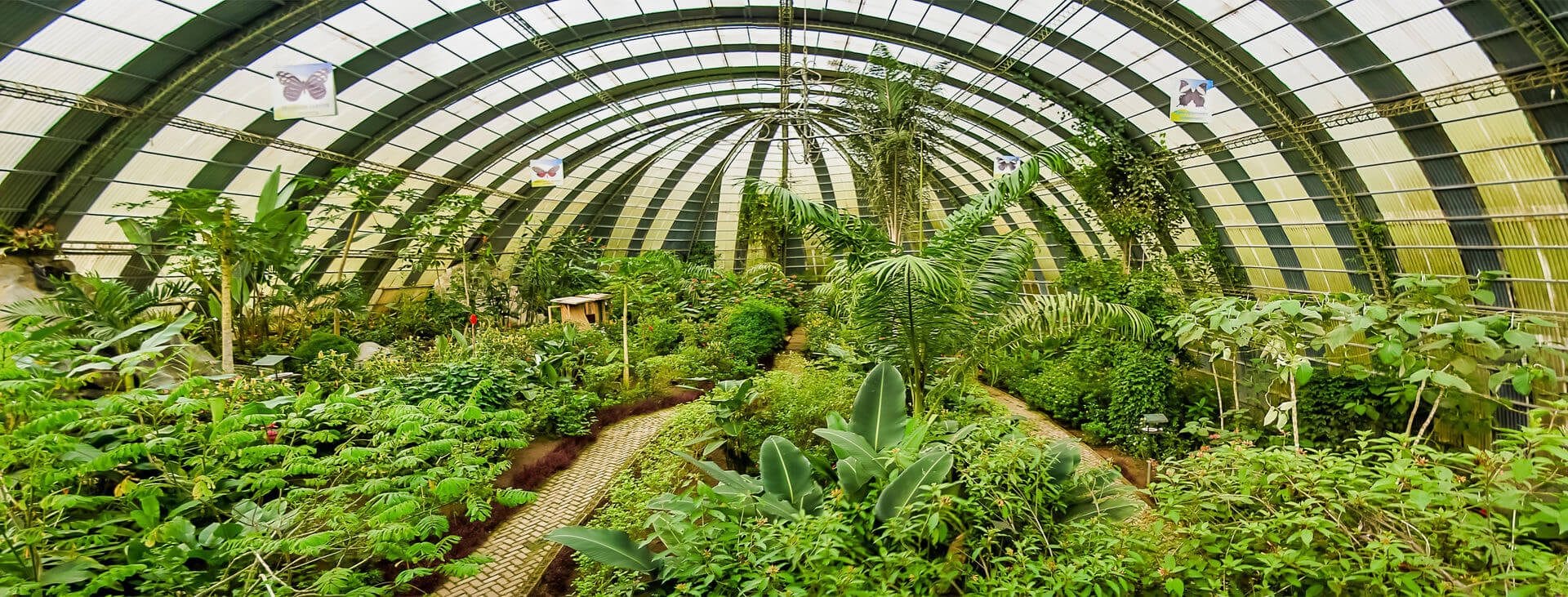 Jardí de papallones