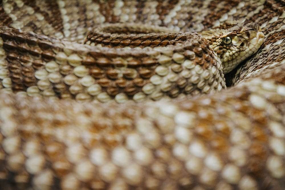 Exhibición de reptiles y anfibios