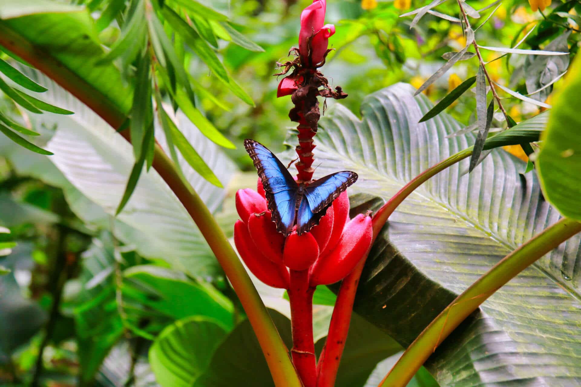 Jardí de papallones