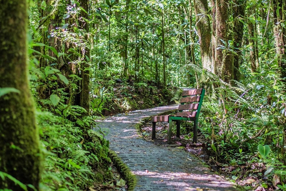 Ponts penjants al bosc nebulós de Monteverde