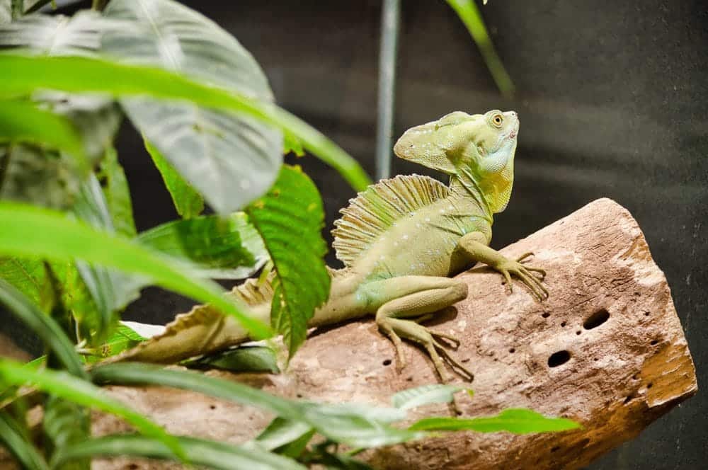 Exhibición de reptiles y anfibios