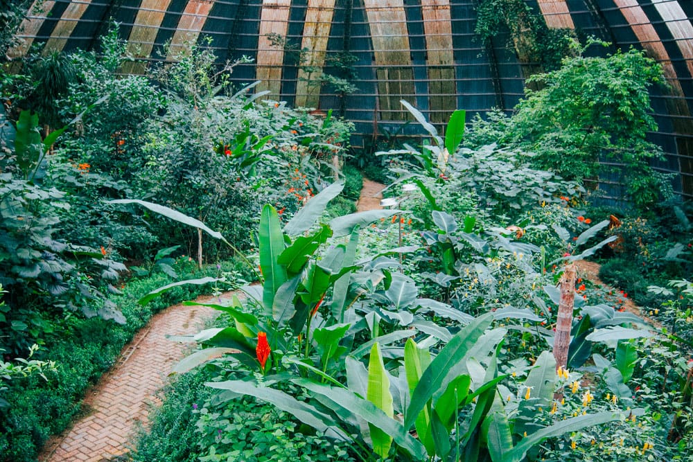 Jardí de papallones