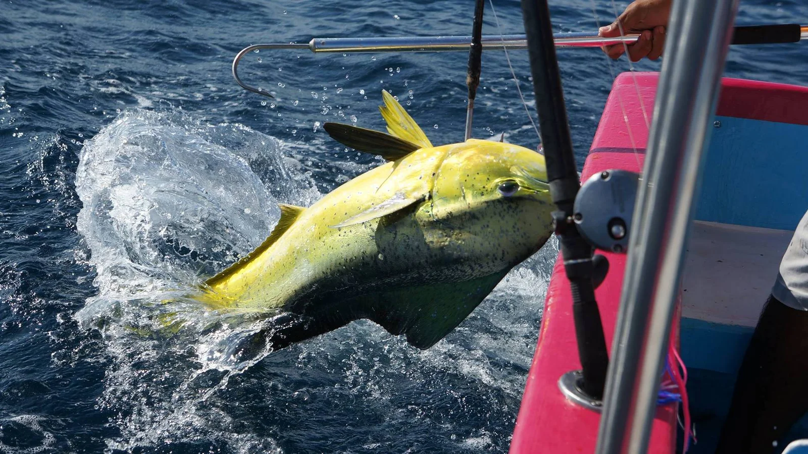 Cabo Sport Fishing