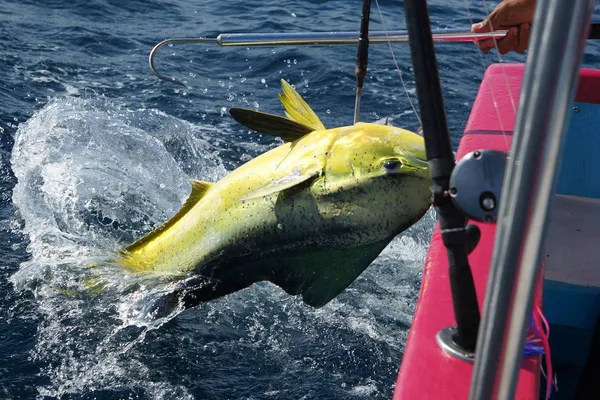Pesca deportiva en Cabo