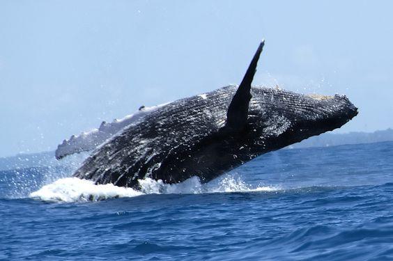 Cabo Sport Fishing