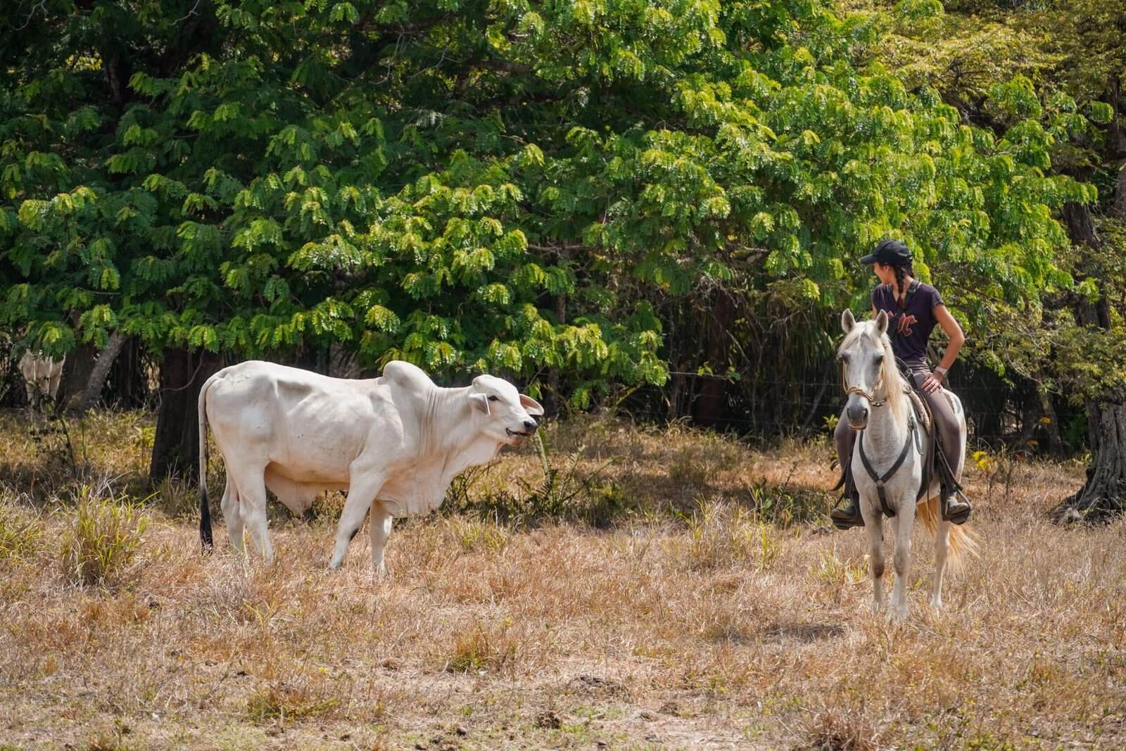 Excursió a cavall a Nosara