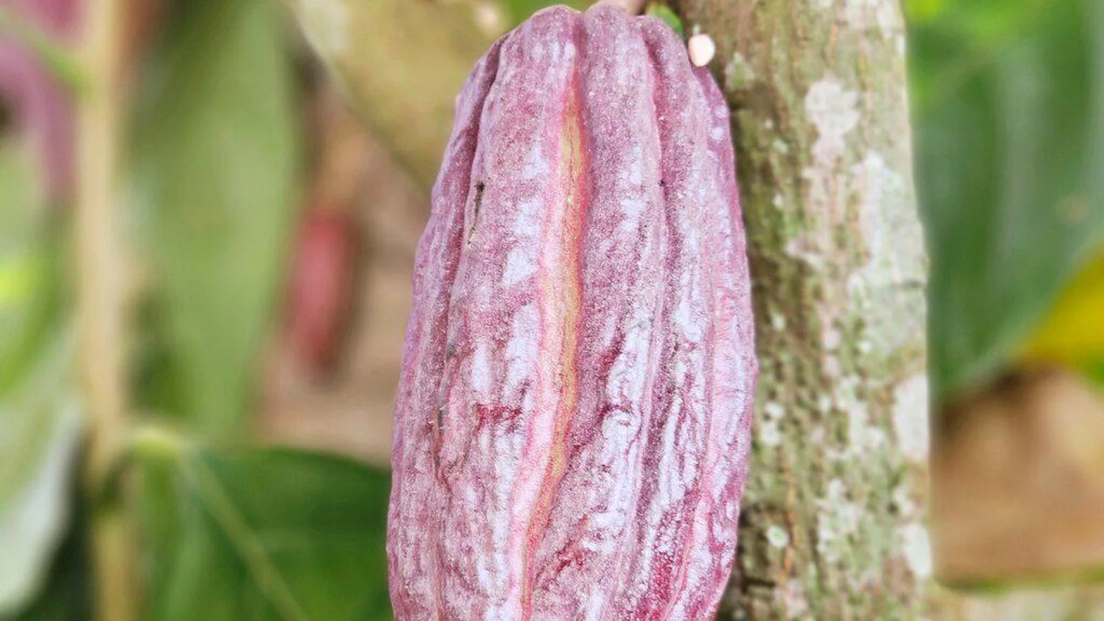 Excursió de xocolata a Arenal