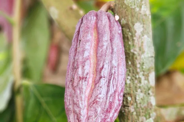 Tour de chocolate en Arenal