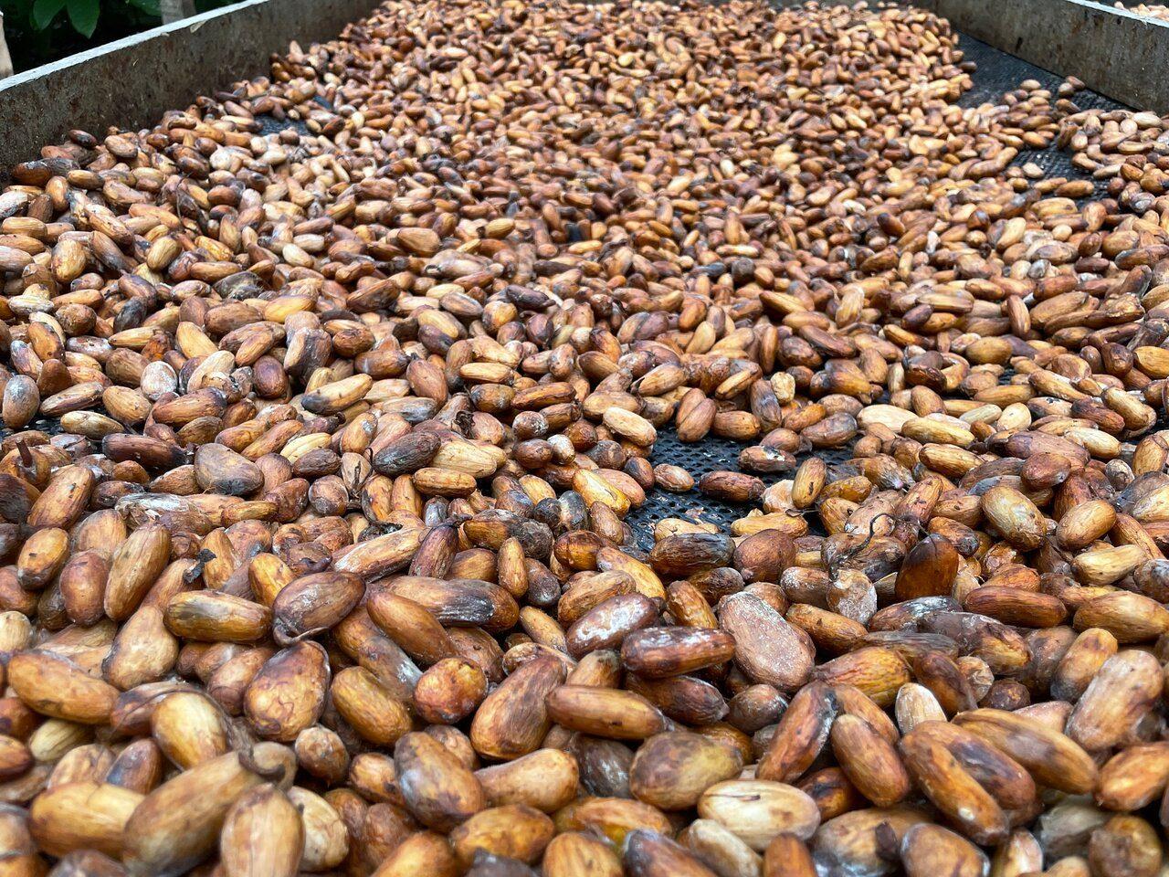 Tour de chocolate en Arenal