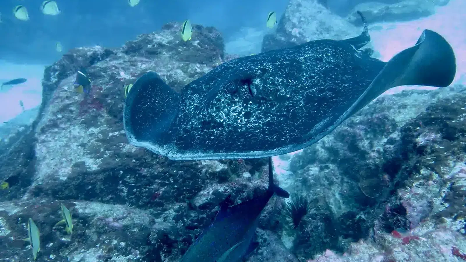 Buceo en Isla del Caño