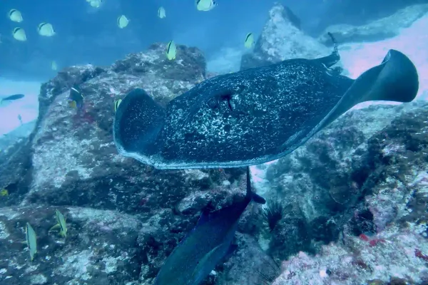 Buceo en Isla del Caño