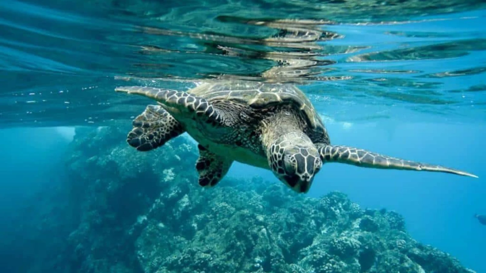 Snorkel a Isla del Caño