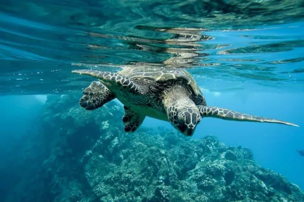 Snorkel en Isla del Caño