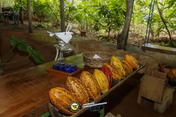 Tour de chocolate en Manuel Antonio: experiencia auténtica de cacao y café