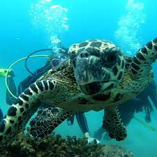 Buceo en Isla del Caño