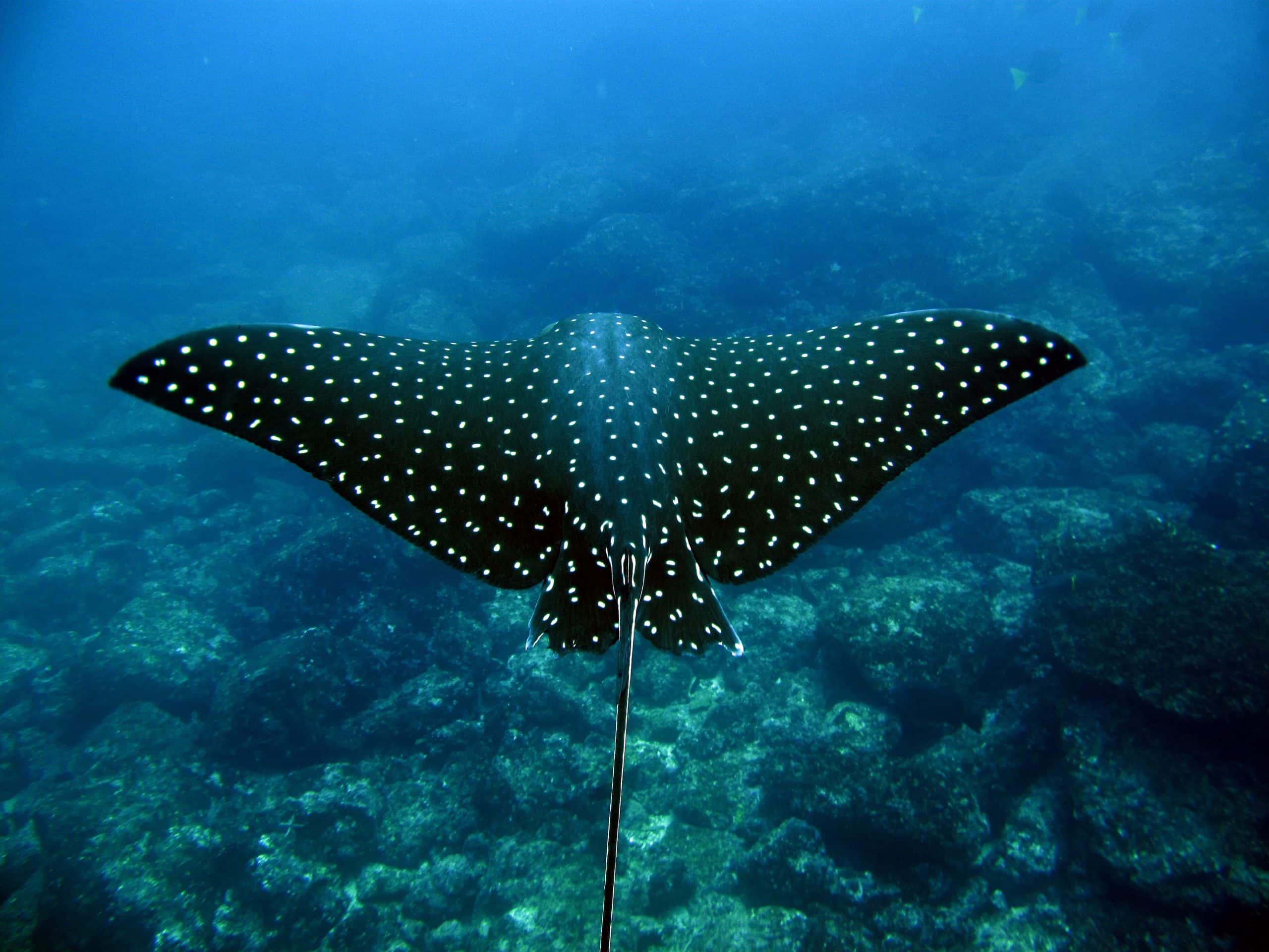 Snorkel a Isla del Caño
