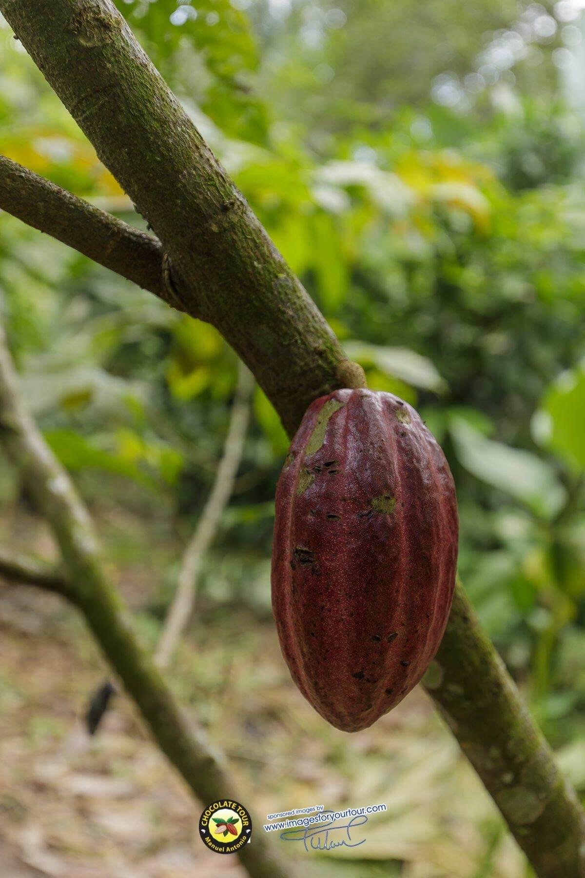 Excursió de xocolata a Manuel Antonio: experiència autèntica de cacau i cafè