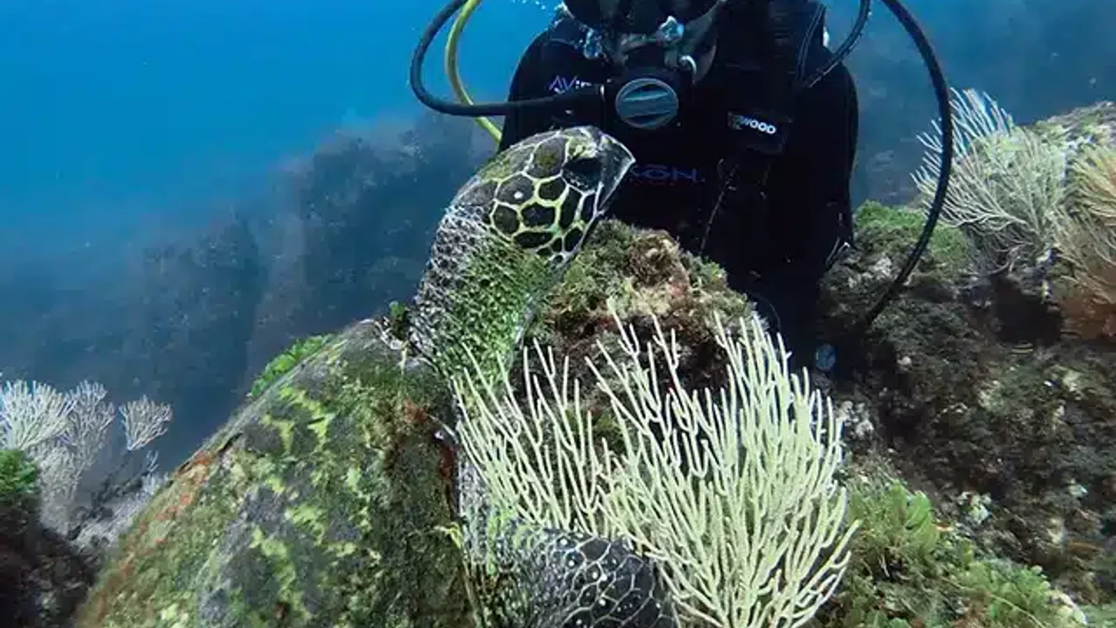 Curs Open Water a Isla del Caño
