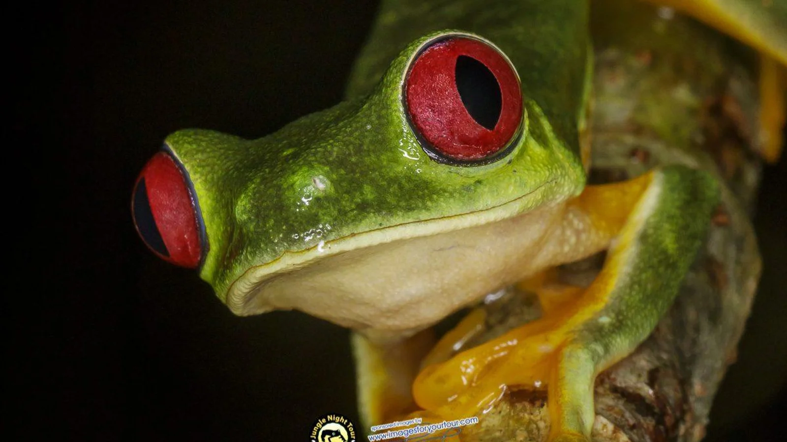 Tour nocturno por la selva | Manuel Antonio
