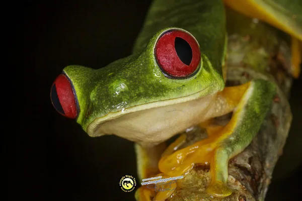 Tour nocturno por la selva | Manuel Antonio