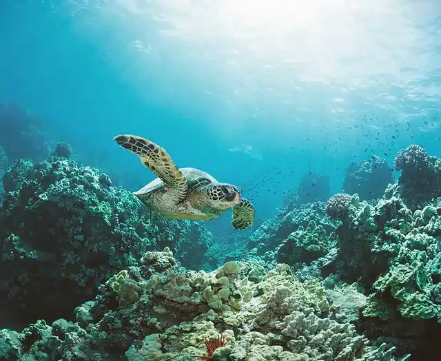 Curs Open Water a Isla del Caño