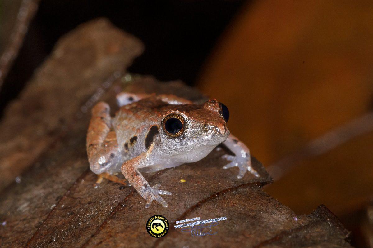 Tour nocturno por la selva | Manuel Antonio