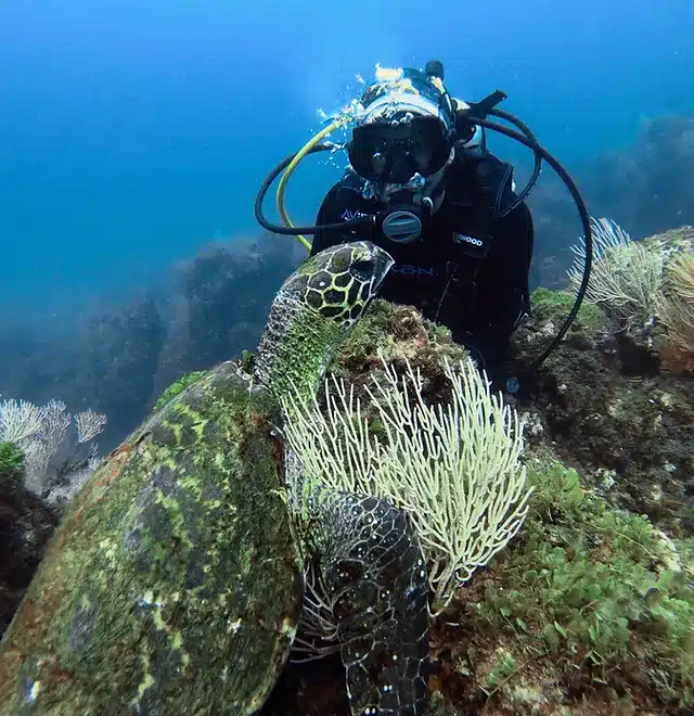 Curs Open Water a Isla del Caño