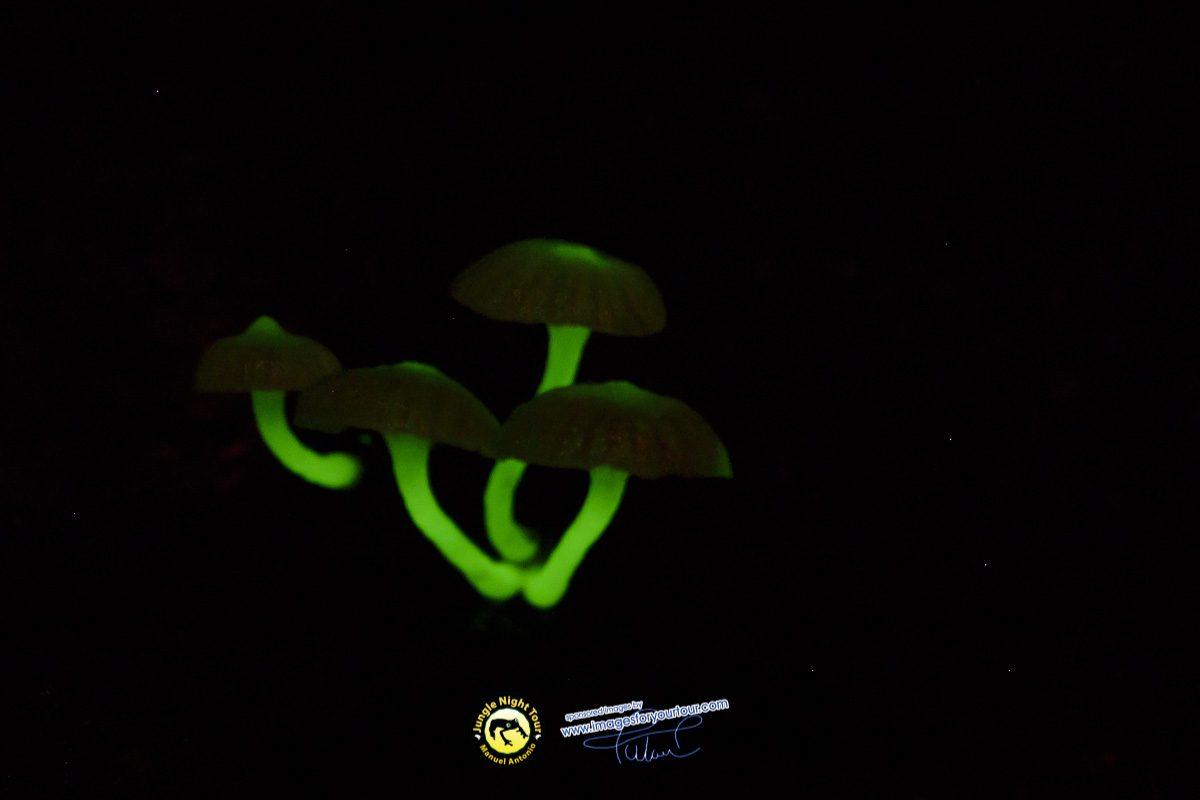 Tour nocturno por la selva | Manuel Antonio